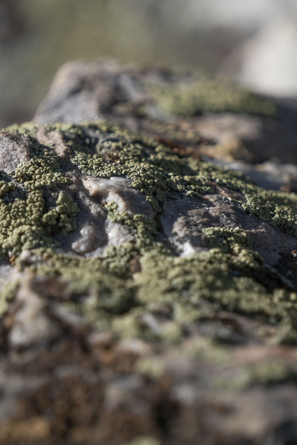 Bulbous lichen on three rock humps, the middle one in focus, the others blurry